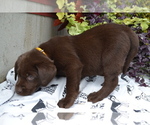 Puppy Lysa Labrador Retriever