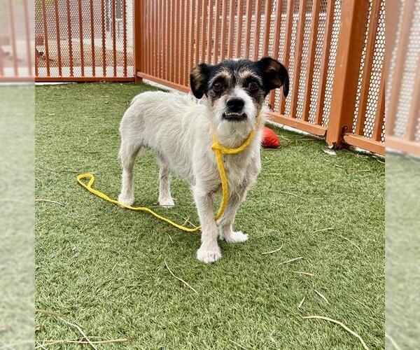 Medium Photo #1 Mutt Puppy For Sale in Las Vegas, NV, USA