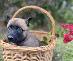 Small #9 Belgian Malinois