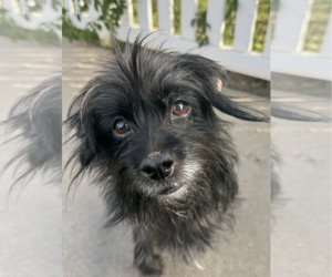 Mutt Dogs for adoption in Newport Beach, CA, USA
