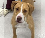 Small Retriever  Mix