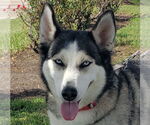 Small #11 Siberian Husky Mix