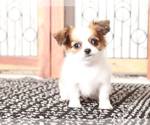 Medium Photo #2 Chihuahua Puppy For Sale in NAPLES, FL, USA