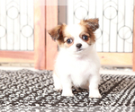 Small #1 Chihuahua