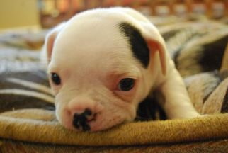 French Bulldog Puppy for sale in GRANITE BAY, CA, USA