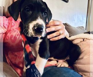 Great Dane Puppy for sale in MOREHEAD, KY, USA