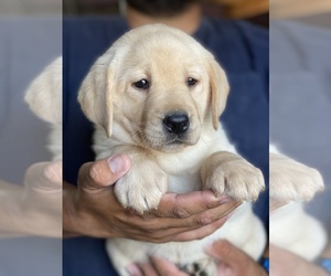 Labrador Retriever Puppy for sale in GERBER, CA, USA
