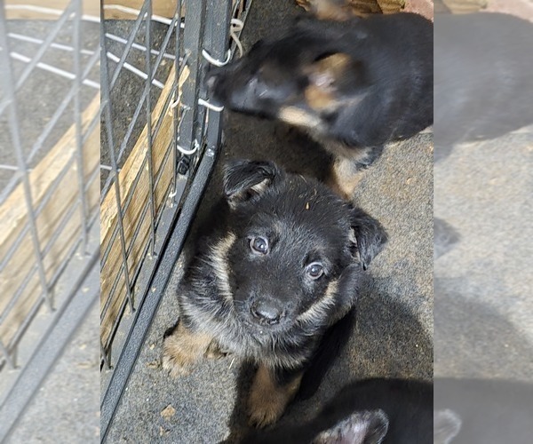 Medium Photo #2 German Shepherd Dog Puppy For Sale in GASTONIA, NC, USA