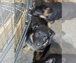 Small #1 German Shepherd Dog