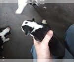 Small Photo #8 Pembroke Welsh Corgi Puppy For Sale in ELLENSBURG, WA, USA