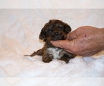 Small #8 Poodle (Toy)-YorkiePoo Mix