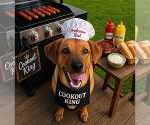 Professor Red - Male Labrador Retriever-Unknown Mix Dog for Adoption - Photo #20