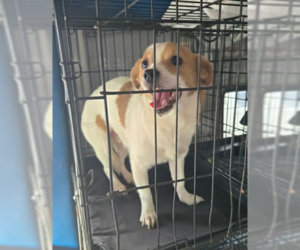 Chihuahua-Unknown Mix Dogs for adoption in Cranston, RI, USA