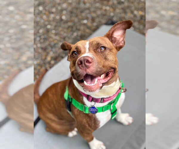 Medium Photo #16 American Staffordshire Terrier Puppy For Sale in Sayreville, NJ, NJ, USA