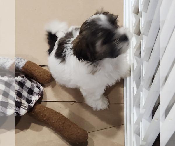 Medium Photo #21 Shorkie Tzu-Zuchon Mix Puppy For Sale in COWARD, SC, USA