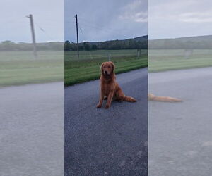 Father of the Golden Retriever puppies born on 06/08/2023