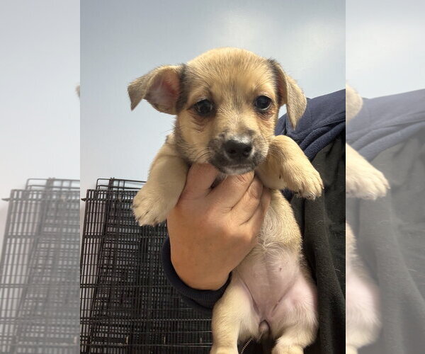 Medium Photo #3 Mutt Puppy For Sale in Gilberts, IL, USA
