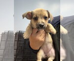 Small #2 Mutt