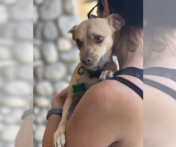 Medium Photo #1 Chihuahua Puppy For Sale in Dana Point, CA, USA