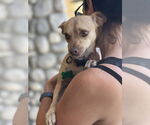 Small Chihuahua