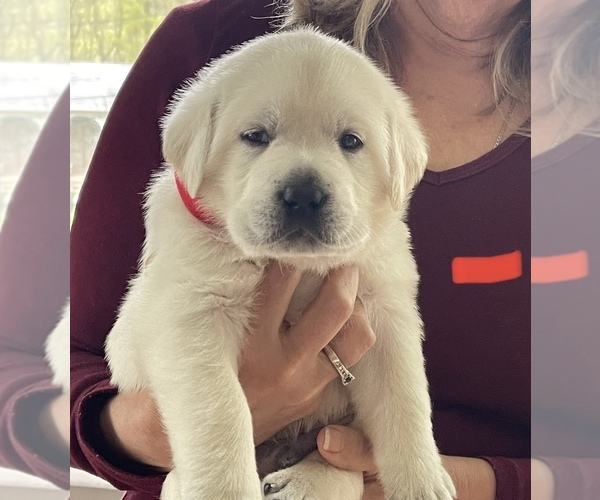Medium Photo #10 Labrador Retriever Puppy For Sale in DIX HILLS, NY, USA
