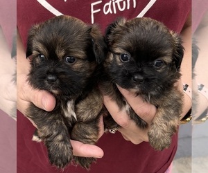 Shorkie Tzu Puppy for sale in VIRGINIA BEACH, VA, USA