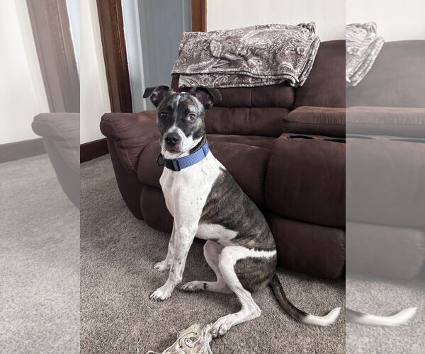 Medium Photo #2 Catahoula Leopard Dog-Unknown Mix Puppy For Sale in Rootstown, OH, USA