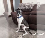 Small #1 Catahoula Leopard Dog Mix