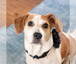 Beagle Dogs for adoption in Mundelein, IL, USA