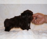 Small #6 ShihPoo