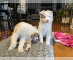Small Photo #12 Border Collie Puppy For Sale in CHULA VISTA, CA, USA