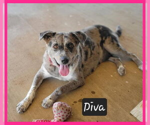 Catahoula Leopard Dog-Unknown Mix Dogs for adoption in Granbury, TX, USA
