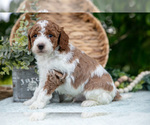 Small Photo #19 Poodle (Miniature) Puppy For Sale in WOLCOTTVILLE, IN, USA
