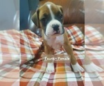Small Photo #3 Boxer Puppy For Sale in SAPULPA, OK, USA