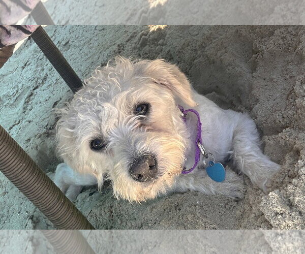 Medium Photo #1 Poodle (Miniature)-Unknown Mix Puppy For Sale in Boonton, NJ, USA