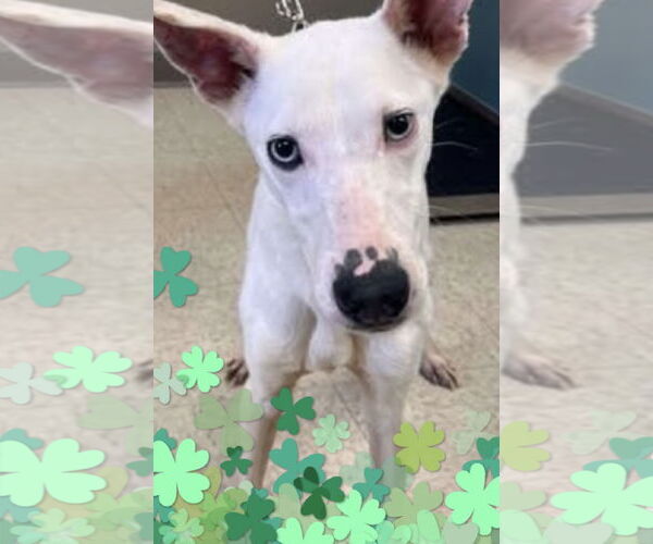 Medium Photo #4  Puppy For Sale in , 