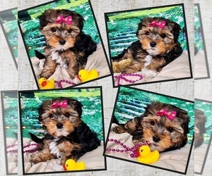 Biewer Yorkie Puppy for sale in MANKATO, MN, USA