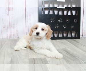 Bichon Frise-Cavapoo Mix Puppy for sale in MARIETTA, GA, USA