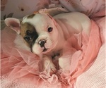 Small Photo #21 French Bulldog Puppy For Sale in W LINN, OR, USA