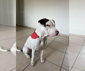 American Pit Bull Terrier Dogs for adoption in miami, FL, USA