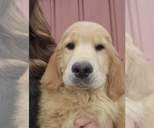 Cane Corso Puppy for sale in NILES, MI, USA