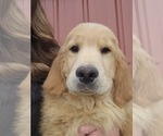 Small Photo #1 Golden Retriever Puppy For Sale in NILES, MI, USA