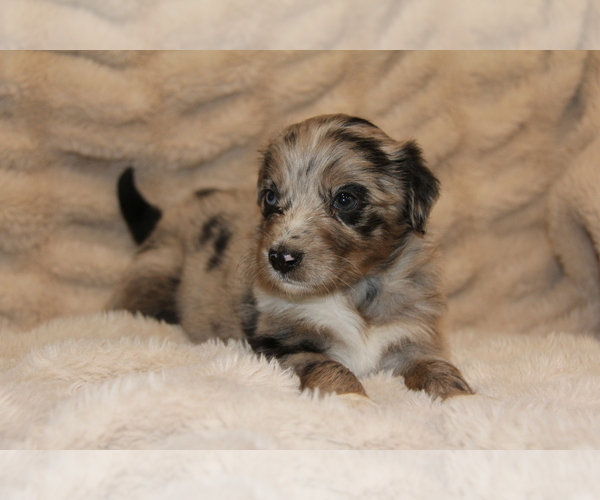 Medium Photo #4 Australian Shepherd Puppy For Sale in STEWART, MS, USA