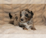 Small #3 Australian Shepherd