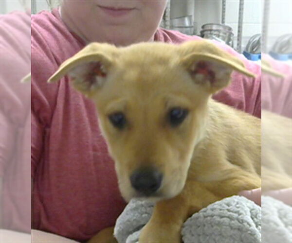 Medium Photo #1 Carolina Dog-Unknown Mix Puppy For Sale in Pasadena, TX, USA