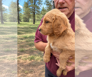 Goldendoodle Puppy for sale in SCOTTSDALE, AZ, USA