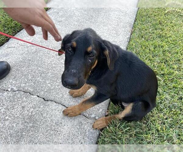 Medium Photo #1 German Shepherd Dog Puppy For Sale in Houston, TX, USA
