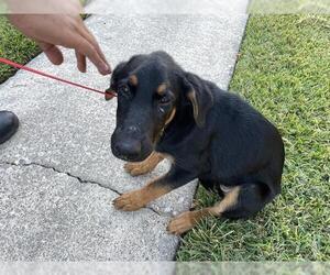 German Shepherd Dog Dogs for adoption in Houston, TX, USA