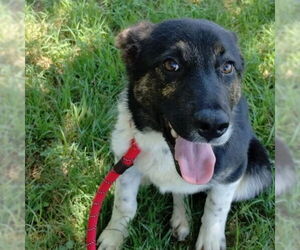 Medium Australian Shepherd Mix
