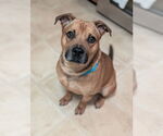 Small American Pit Bull Terrier-Labrador Retriever Mix